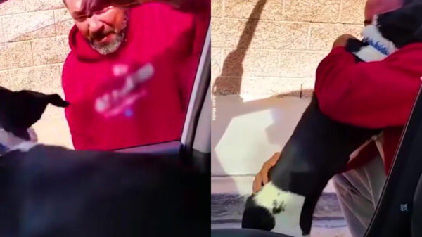 Man krijgt na twee weken eindelijk zijn vermiste hond weer terug