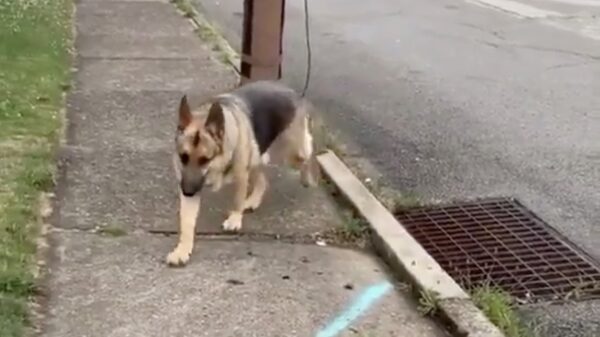 Note to self: random honden moet je niet zomaar aaien