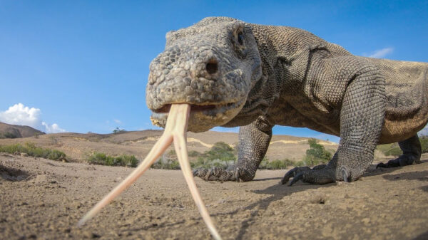 Vechtende komodovaranen lijken zo uit Jurassic Park te komen