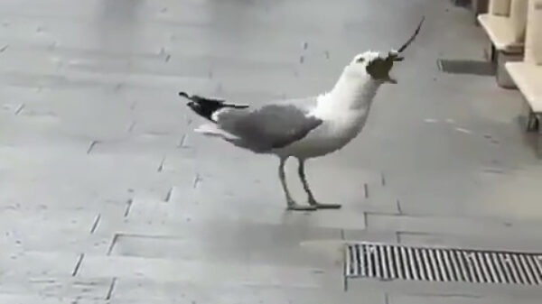 Al eens een meeuw een volledige rat op zien slokken?