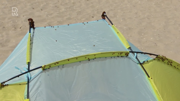 Strandgangers Hoek van Holland bedolven onder miljoenmiljard lieveheersbeestjes