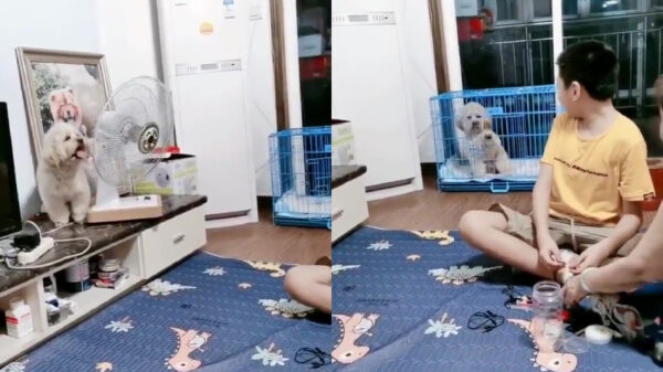 Deze hond wil ook gewoon een beetje verkoeling