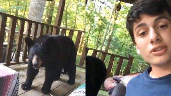 Superrelaxte gast krijgt onverwachts bezoek op zijn veranda