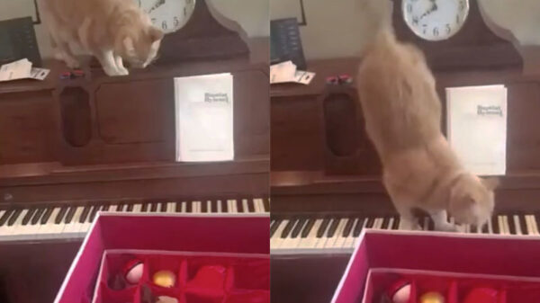 Kat wordt paranoïde van zijn eigen gepingel