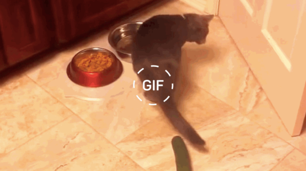 We vieren Wereld Komkommerdag met een heerlijke bange-katten-gifdump