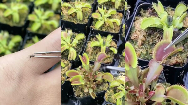 Wraak nemen op de mug die je wakker heeft gehouden