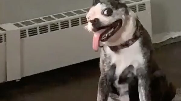 Help, mijn hond is stuk