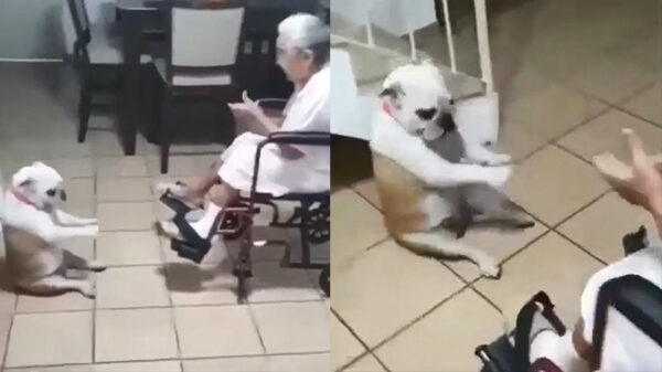 Brutus heeft de moves als Jagger en geeft showtje weg voor oma