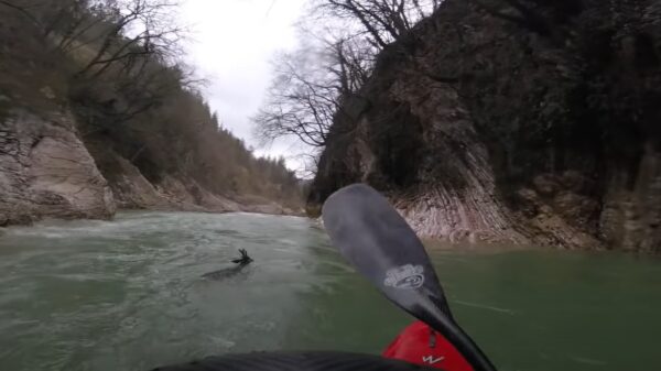 Kajakker redt hert van verdrinking door hem uit het water te trekken