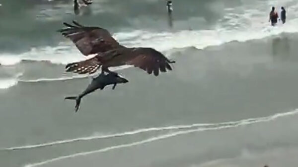 Sharknado 7: adelaar geeft haai een gratis lift