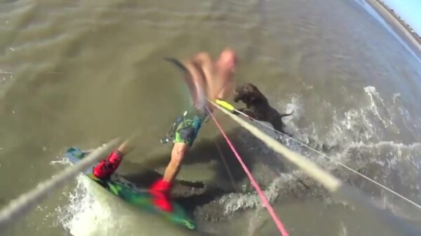 Kitesurfer heeft ineens een pitbull in zijn arm hangen