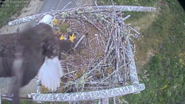Hongerige adelaar doet aan fly-by-snacken