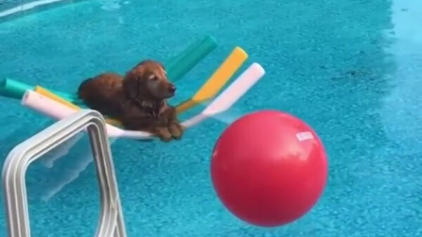 Deze hond is gegarandeerd relaxter dan jij