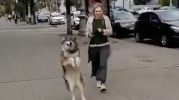 De huppelende Husky is terug!