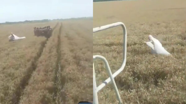 Boer ontdekt wel heel bijzondere 'bruiloft' in zijn weiland