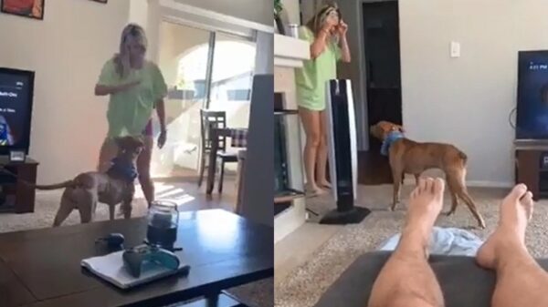 Viervoeter maakt duidelijk dat hij helemaal klaar is met de flauwe geintjes van zijn baasje