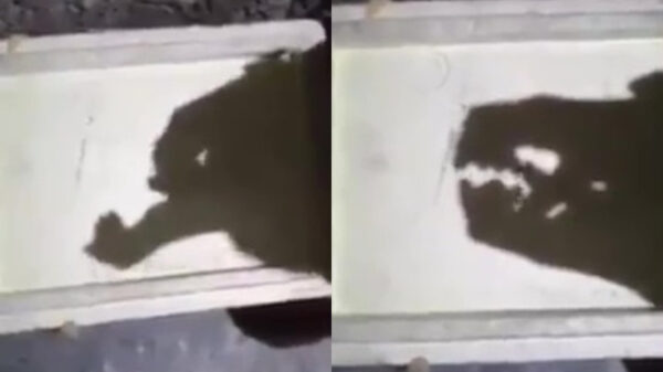 Wat er gebeurt als schaduwkunstenaars een dirty mind hebben