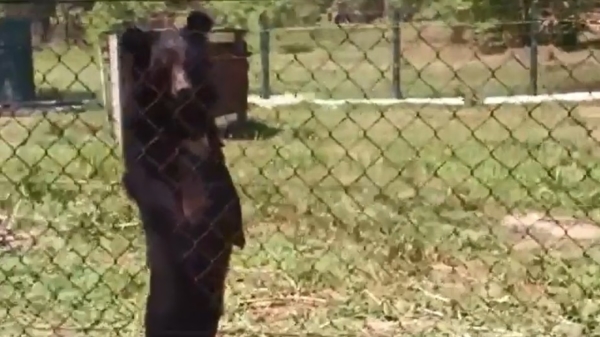 Buurman beer doet zijn dagelijkse wandeling