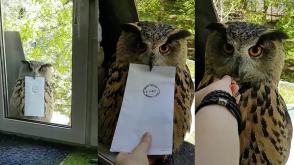 Hedwig komt vandaag een extra lastige boodschap brengen