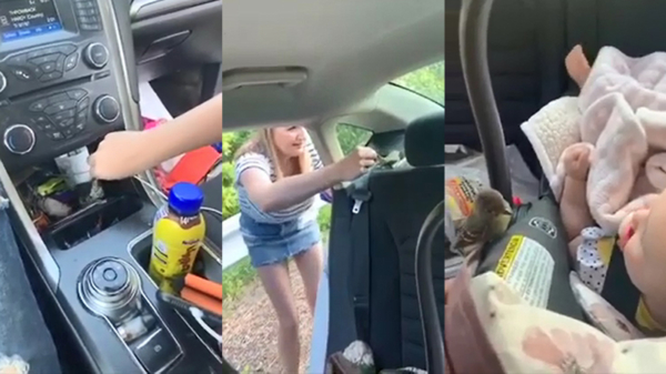 Hysterische moeder probeert een 'levensgevaarlijk' vogeltje uit haar auto te zetten