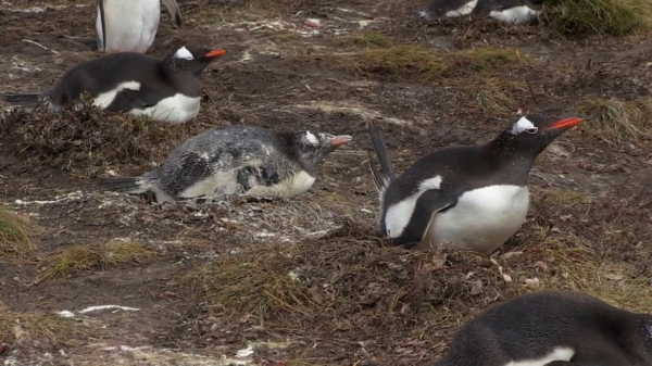 Al deze schattige pinguïns hebben ontzettend last van hun darmen