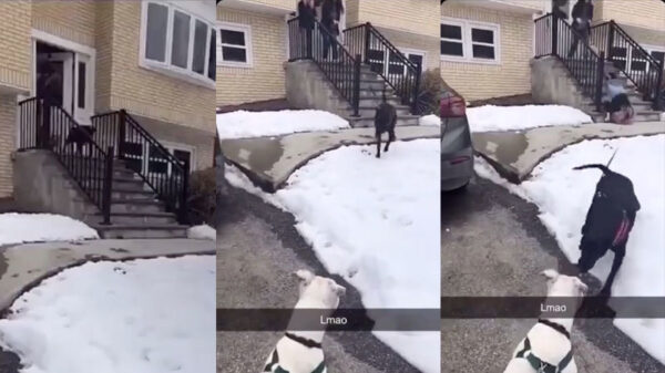 Enthousiaste hond bezorgt baas een uiterst pijnlijke faceplant