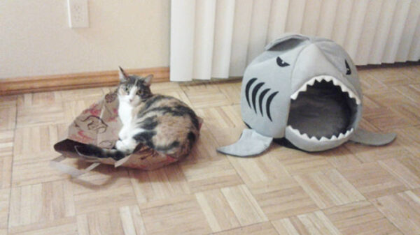 Het bewijs dat alle katten eigenlijk ondankbare krengen zijn