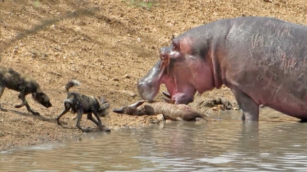 Hardhandig nijlpaard vecht met wilde honden om een koedoe