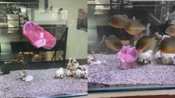 Zo snel knagen piranha's een complete steak weg