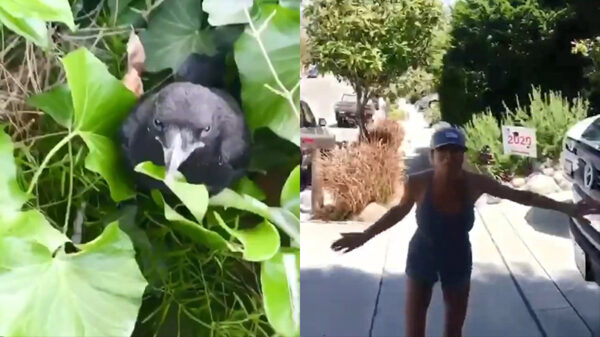 Kraai weet met een perfect geplaatste headshot haar jonkie te beschermen