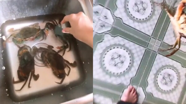 Niet elke krab laat zich zomaar naar de kookpan leiden