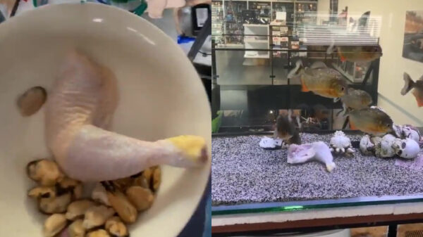 Vandaag krijgen de piranha's een flinke kippenpoot als lunch