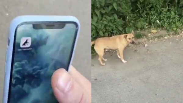 Dankzij de app 'Dog Translator' kun je eindelijk de moeder van je hond beledigen