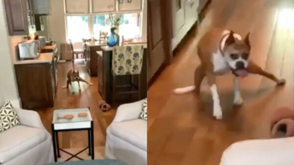 Brutus heeft wat ongemak nu de houtenvloer in de was is gezet