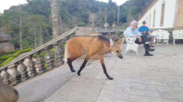 De leftovers aan een zogenaamde 'manenwolf' voeren in Brazilië