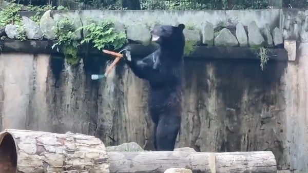Dierenrijk bereidt zich voor: samoerai-beer is aan het trainen met nunchucks