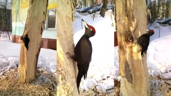 Russische specht sloopt onverstoorbaar een complete boom