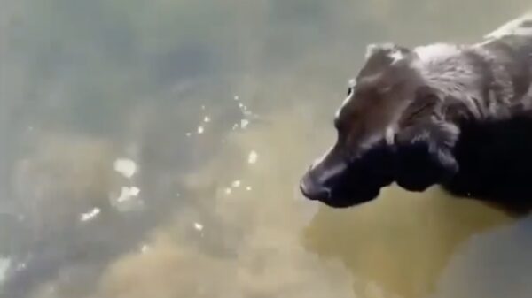 Waarom zou je een dure hengel kopen als je een hond hebt?