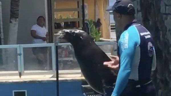 Wel eens een zeeleeuw gezien die gek is op karaoke?