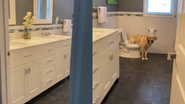 Sommige honden hoeven helemaal niet naar buiten om te plassen