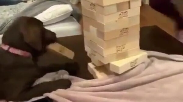 Puppy blijkt ware Jenga-kampioen te zijn