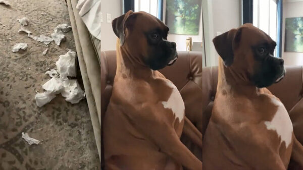 Max is pas schuldig tot het tegendeel bewezen is