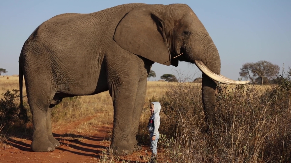 4-jarige koter lijkt niet echt onder de indruk van enorme olifant
