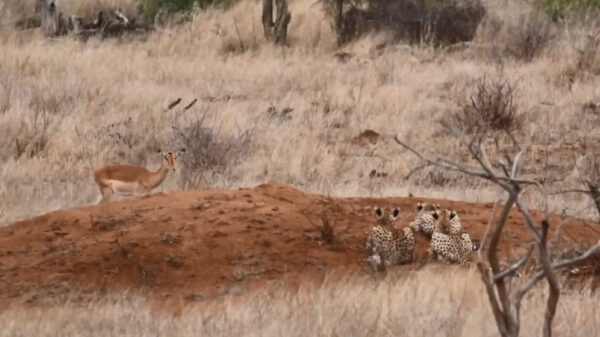 Jachtluipaarden hebben geen zin om te koken en gaan voor een afhaalmaatijd