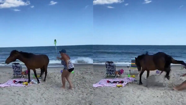 Strandganger komt erachter dat je nooit achter een wild paard moet staan