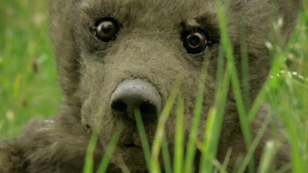 Met een robotbeer kun je prima grizzlyberen bestuderen