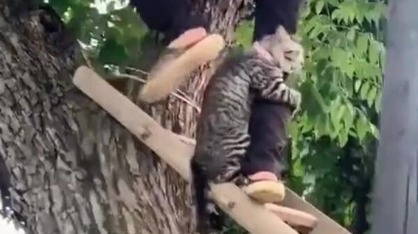 Kat heeft direct spijt van zijn boomklim-avonturen