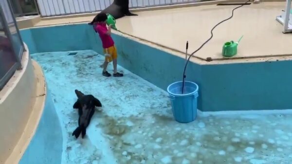 Ook in een leeg zwembad kun je je als zeeleeuw vermaken