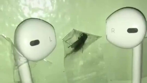 Dit is de perfecte manier om wraak te nemen op die irritante vlieg