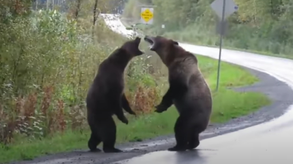 Twee grizzlyberen besluiten midden op de weg een robbertje te vechten